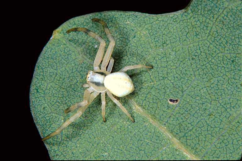 Misumena_vatia_P1094_O_82_Les Gris_Frankrijk.jpg